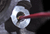 LAS-702600_Rel LAS-702600_demo2.png